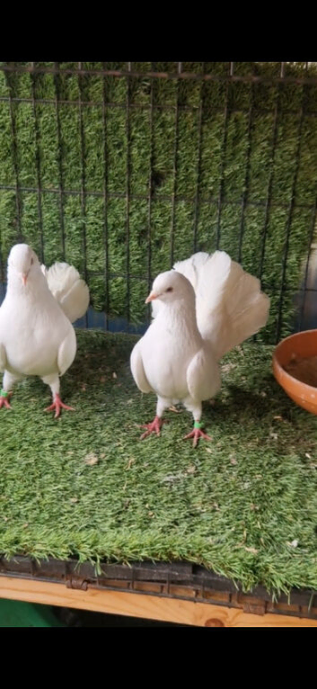 Fantail pigeons