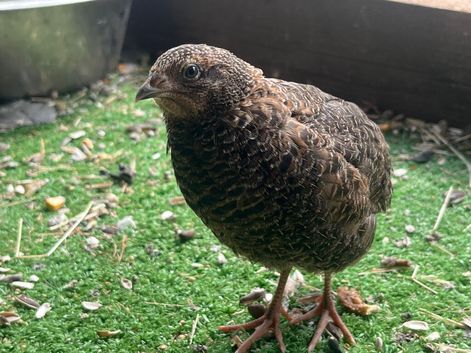Baby quails