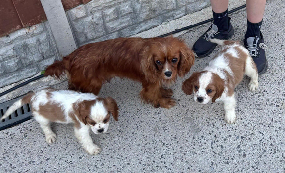 Lovely king Charles Cavalier puppies