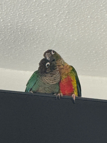 Lovely Pair of Conure Birds for Sale