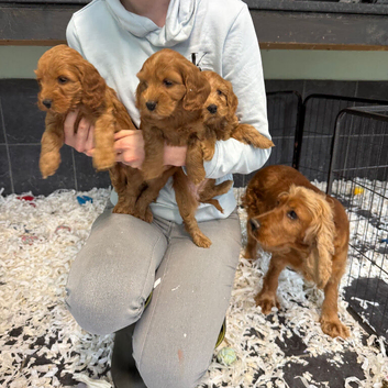 Cockapoo pups