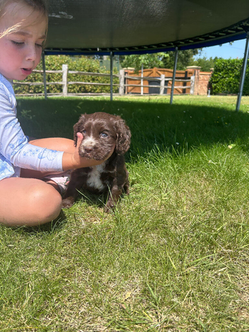 One stunning chocolate girl available