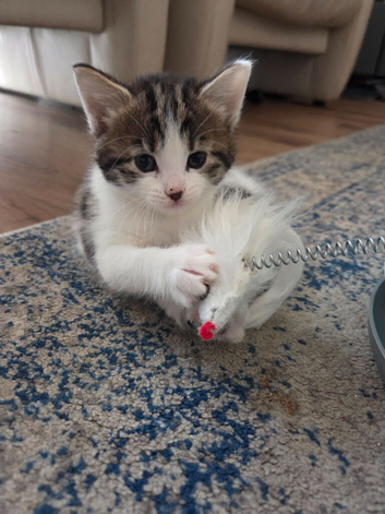 3 Female kittens,
