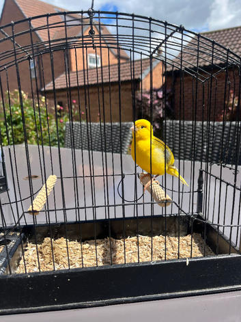 Fife Canaries for sale