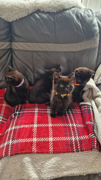 4 beautiful kittens