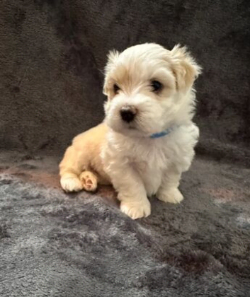 GORGEOUS BICHON FRISE PUPS