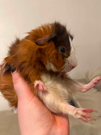 two guinea pig