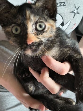 Kitten