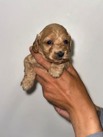 Cockapoo puppies