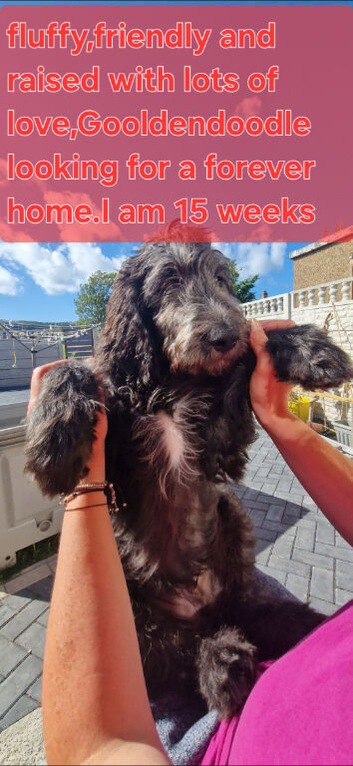 F1B  Rare black standard Goldendoodle puppies in North Wales