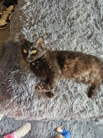 3 Cats for free