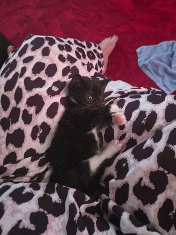 Female black and white kitten