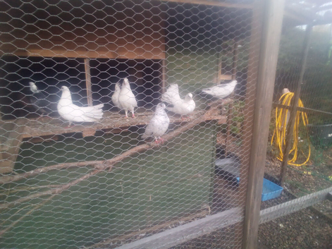 white fantail doves