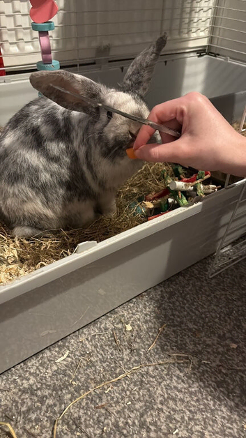 Rabbit for sale
