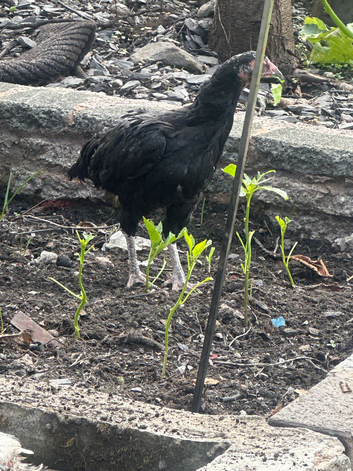 2 adult hens and 1 male