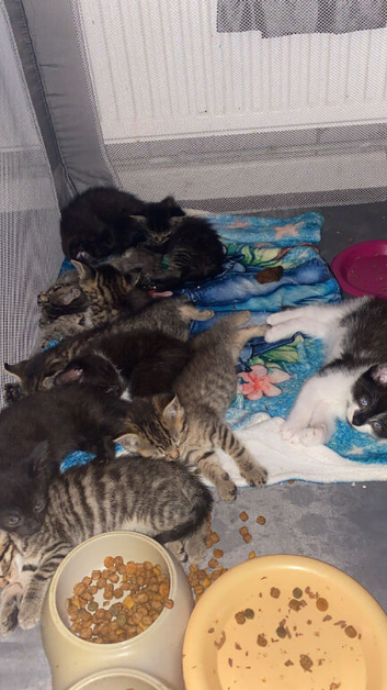 11 kittens looking for homes!