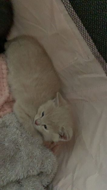 Beige kitten