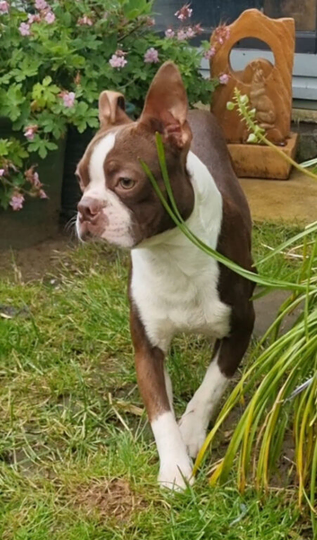 Boston Terrier Studs