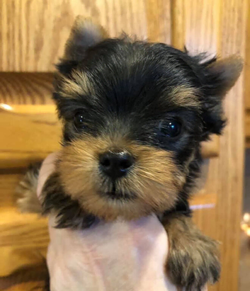 Yorkshire terrier puppies