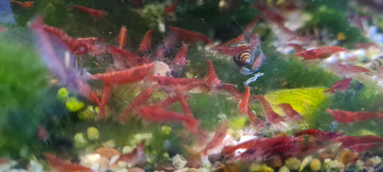 Cherry shrimp