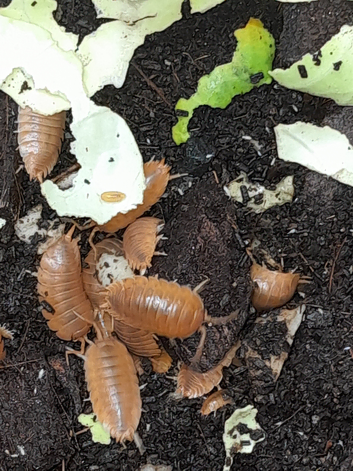 Various woodlice for sale,