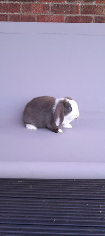 Mini lop rabbit ready now