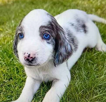 Beautiful cocker spaniels for sale