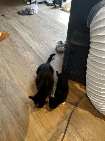 Cute kitten