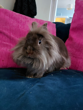 Lionhead rabbits