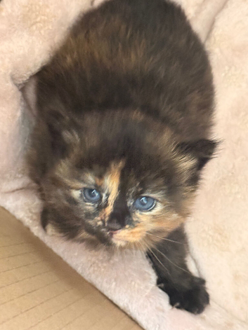 Beautiful kittens mixed breed