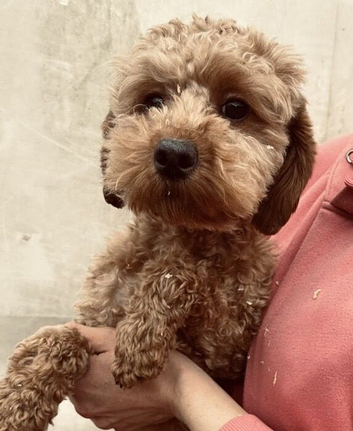 Two Stunning DNA hereditary clear RED Cavapoo female puppies 11 months old