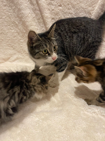 Beautiful Fluffy Kittens *READY NOW*