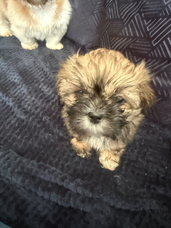 Shih Tzu puppies 3 boys