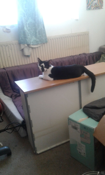 Cats need homes. Two male six month old cats
