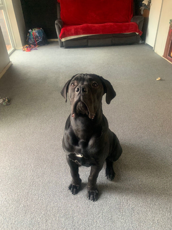 7 month cane corso