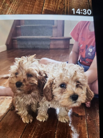 Cockapoo puppies