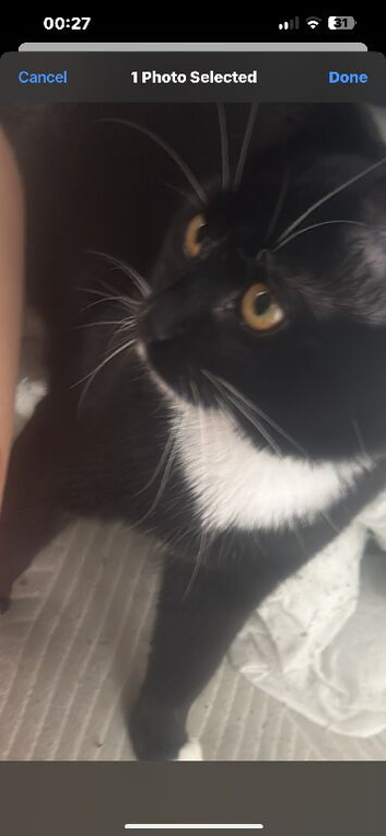 Tuxedo cat half maincoon