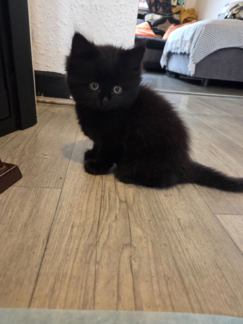 Kittens