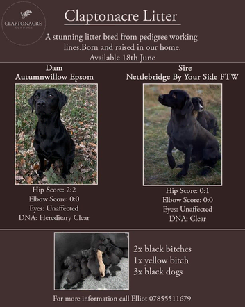 KC registered health tested Labrador puppies