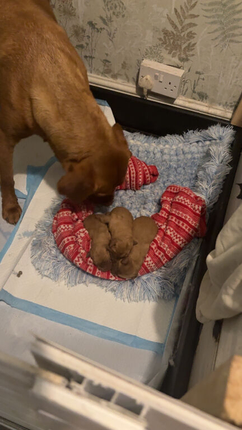 Fox red pups