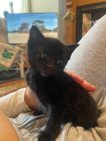 Male & female kittens