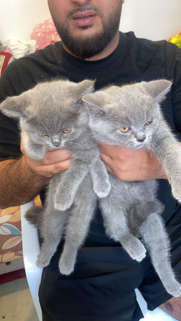 BRITISH SHORTHAIRED