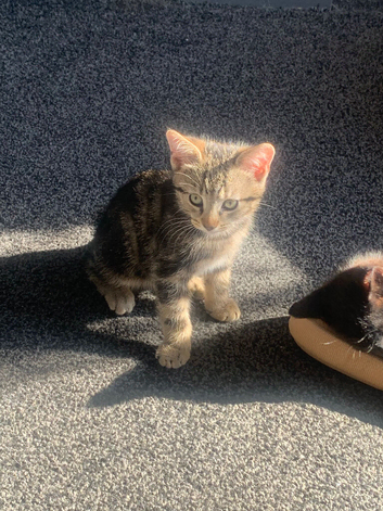 1 beautiful friendly male kitten available