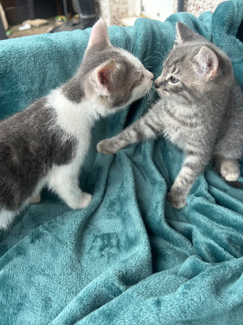 Kitten