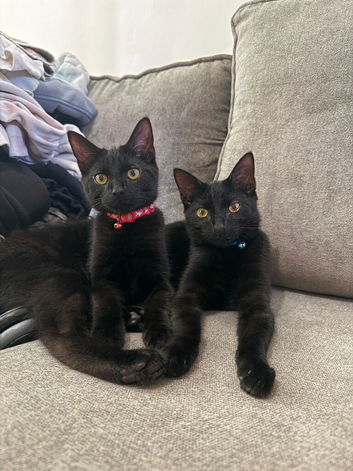 2 male brother cats