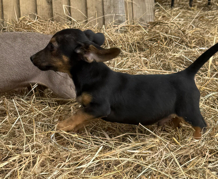 Mini dachshund x jack Russell boy puppy