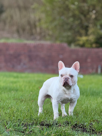 Albino French Bulldog Stud - Puppy Back Only