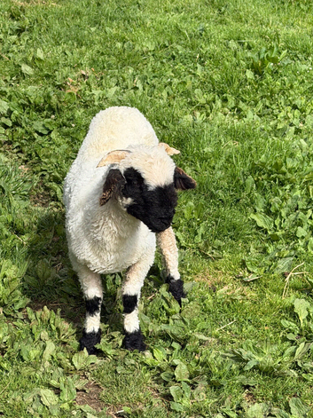 Beautiful Valais Blacknose ewe lamb 5 months old