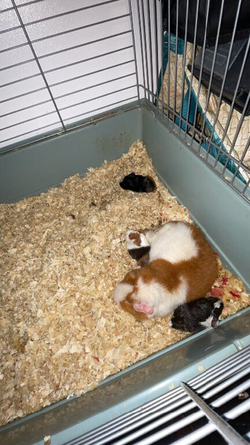 2 baby guinea pigs needing forever homes.