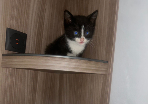 Kittens ready